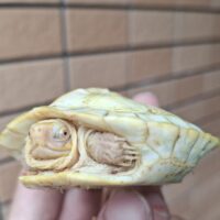 アルビノヒジリガメ（甲長約10cm）