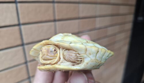 アルビノヒジリガメ（甲長約10cm） - 画像 (2)