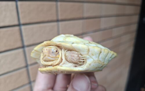 アルビノヒジリガメ（甲長約10cm） - 画像 (3)