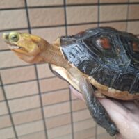 チュウゴクセマルハコガメ（甲長約15cm）メス　個体C