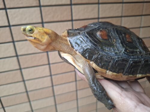 チュウゴクセマルハコガメ（甲長約15cm）メス　個体C