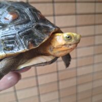チュウゴクセマルハコガメ（甲長約15cm）メス　個体C