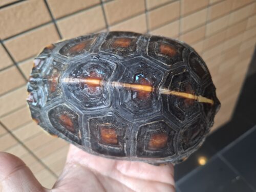 チュウゴクセマルハコガメ（甲長約14cm）メス　個体A - 画像 (4)