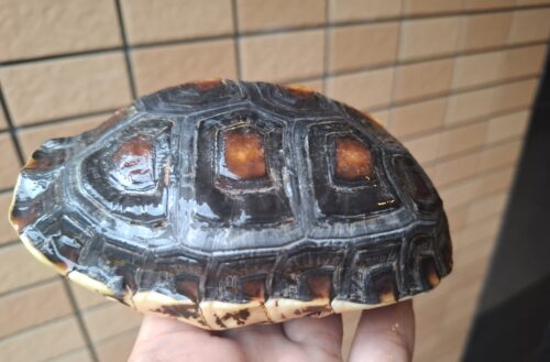 チュウゴクセマルハコガメ（甲長約14cm）メス　個体A - 画像 (8)