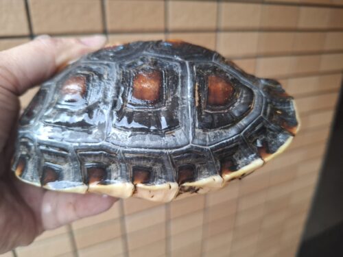チュウゴクセマルハコガメ（甲長約14cm）メス　個体A - 画像 (9)