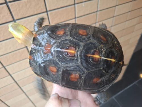 チュウゴクセマルハコガメ（甲長約14cm）メス　個体B - 画像 (10)