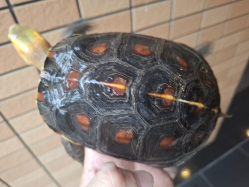 チュウゴクセマルハコガメ（甲長約14cm）メス　個体B - 画像 (3)