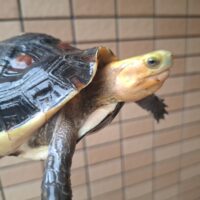 チュウゴクセマルハコガメ（甲長約14cm）メス　個体B