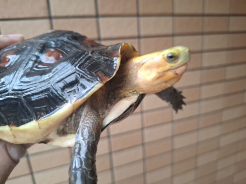 チュウゴクセマルハコガメ（甲長約14cm）メス　個体B