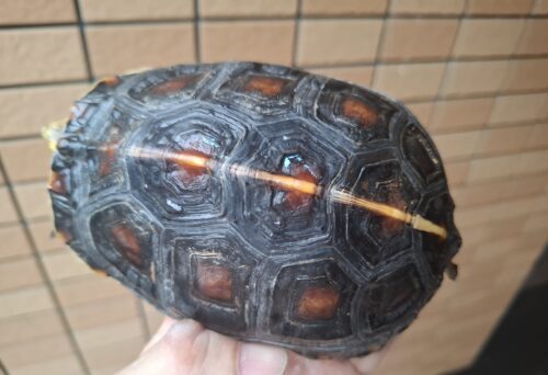 チュウゴクセマルハコガメ（甲長約14cm）メス　個体A - 画像 (6)