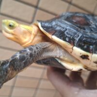 チュウゴクセマルハコガメ（甲長約14cm）メス　個体A