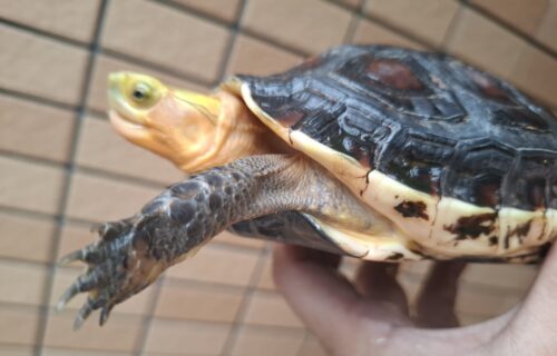チュウゴクセマルハコガメ（甲長約14cm）メス　個体A