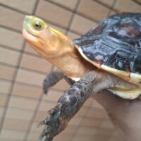 チュウゴクセマルハコガメ（甲長約14cm）メス　個体A