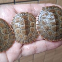 ニシキマゲクビガメ（ハイポ）25CB
