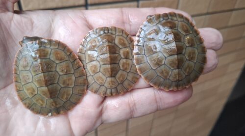 ニシキマゲクビガメ（ハイポ）25CB