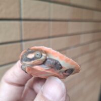 ニシキマゲクビガメ（ハイポ）25CB