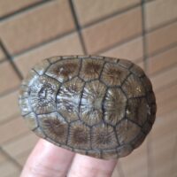 ライマンナガクビガメ（25CB）約6cm