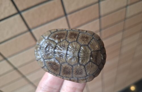 ライマンナガクビガメ（25CB）約6cm