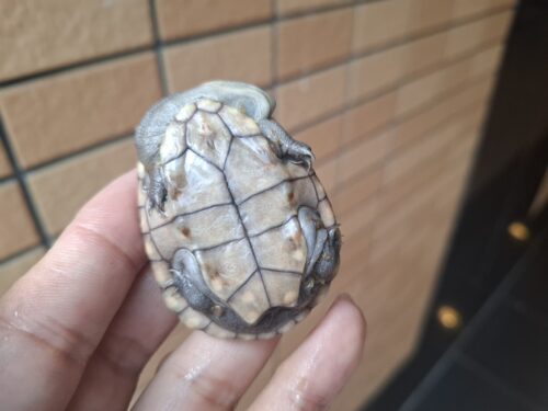 ライマンナガクビガメ（25CB）約6cm - 画像 (8)