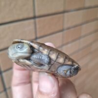 ライマンナガクビガメ（25CB）約6cm