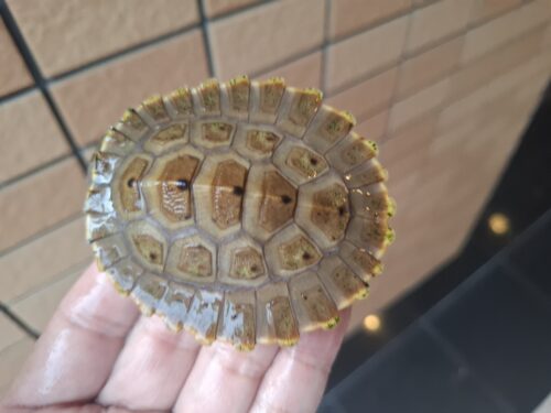 ブランデルカブトガメ（甲長約8cm）CB - 画像 (3)