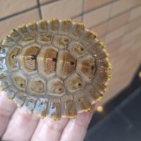 ブランデルカブトガメ（甲長約8cm）CB