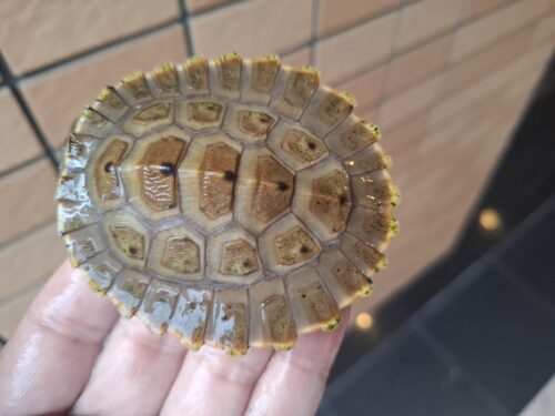 ブランデルカブトガメ（甲長約8cm）CB
