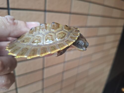 ブランデルカブトガメ（甲長約8cm）CB - 画像 (4)