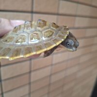 ブランデルカブトガメ（甲長約8cm）CB