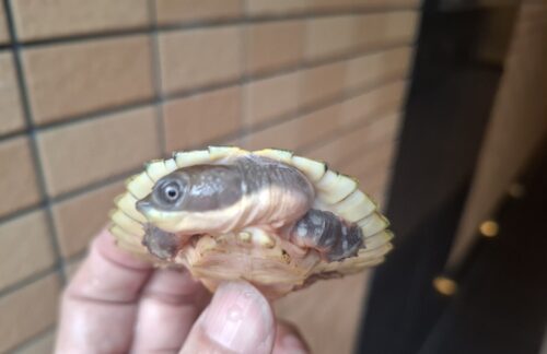 ブランデルカブトガメ（甲長約8cm）CB - 画像 (5)