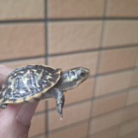 フロリダハコガメ（25CB）TSDメス