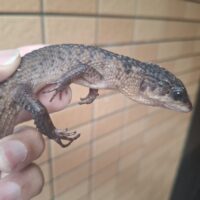 ベーコンミズトカゲ