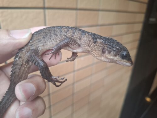 ベーコンミズトカゲ