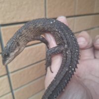 ベーコンミズトカゲ