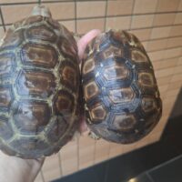 ベルセオレガメ（甲長約12cm,15cm）ペア