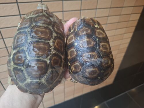 ベルセオレガメ（甲長約12cm,15cm）ペア