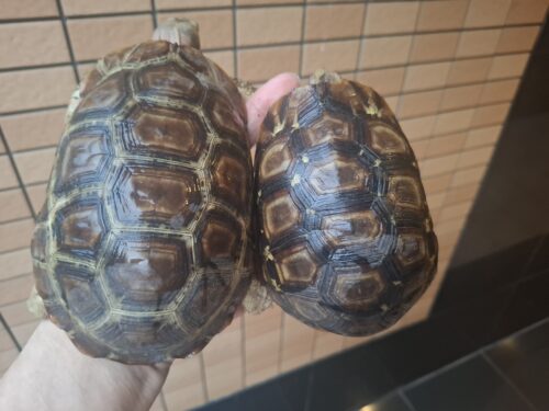ベルセオレガメ（甲長約12cm,15cm）ペア - 画像 (5)