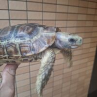 ベルセオレガメ（甲長約12cm,15cm）ペア