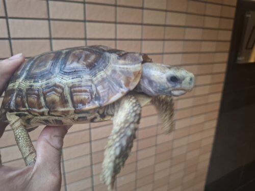 ベルセオレガメ（甲長約12cm,15cm）ペア - 画像 (2)