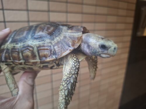 ベルセオレガメ（甲長約12cm,15cm）ペア - 画像 (3)