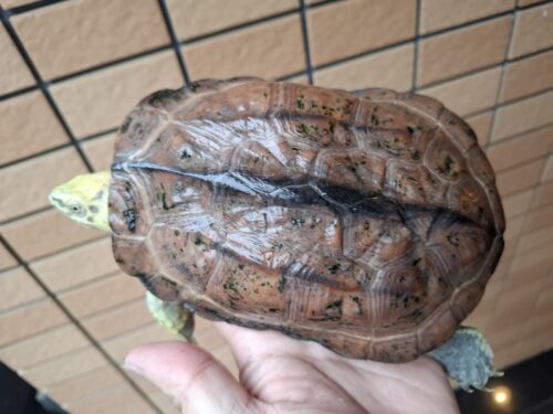 クサガメ（スーパーパステル）甲長約19cm メス - 画像 (11)