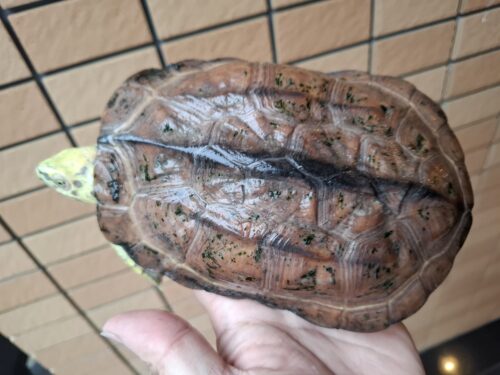 クサガメ（スーパーパステル）甲長約19cm メス - 画像 (4)