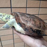 クサガメ（スーパーパステル）甲長約19cm メス
