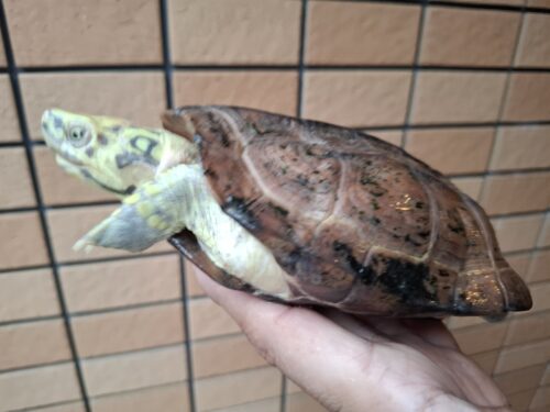 クサガメ（スーパーパステル）甲長約19cm メス