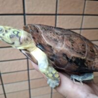クサガメ（スーパーパステル）甲長約19cm メス