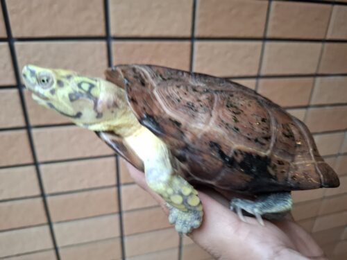 クサガメ（スーパーパステル）甲長約19cm メス - 画像 (2)