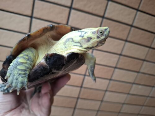 クサガメ（スーパーパステル）甲長約19cm メス - 画像 (3)