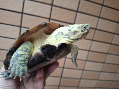 クサガメ（スーパーパステル）甲長約19cm メス - 画像 (6)