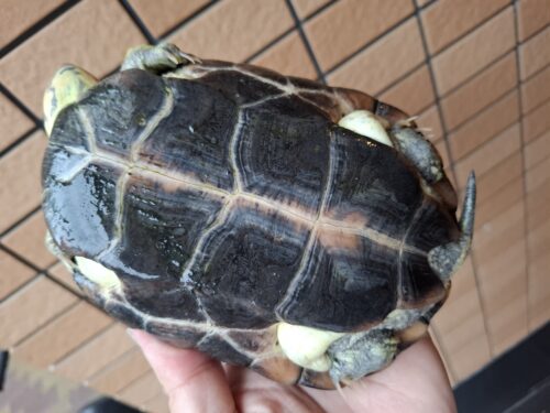 クサガメ（スーパーパステル）甲長約19cm メス - 画像 (12)
