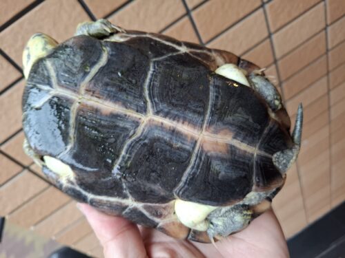 クサガメ（スーパーパステル）甲長約19cm メス - 画像 (14)